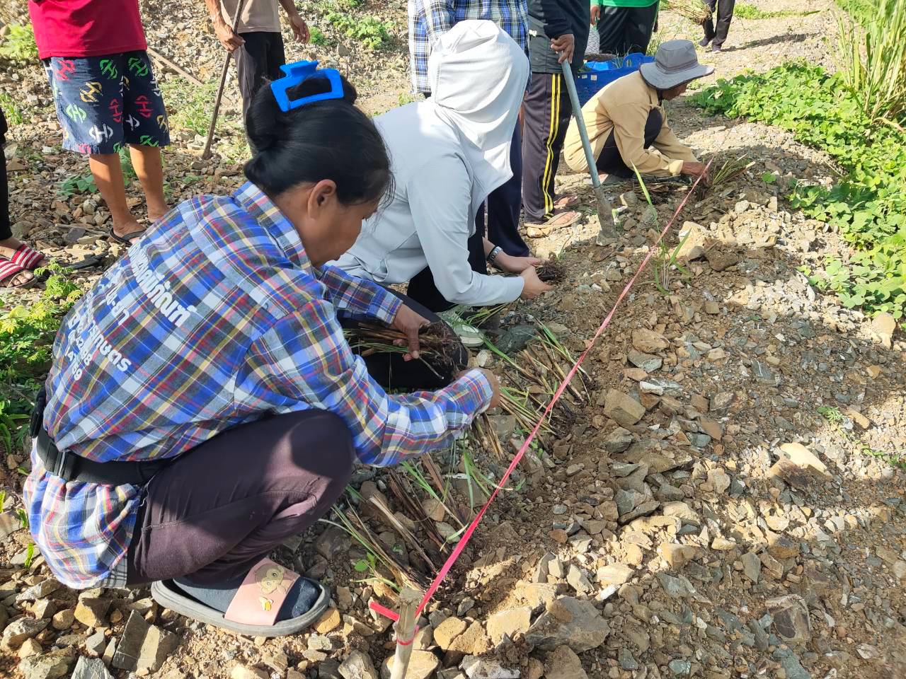 title - ส.ป.ก.จันทบุรี ดำเนินการปลูกแฝก จำนวน 30,000 กล้า ภายใต้โครงการพัฒนาและรณรงค์การใช้หญ้าแฝกอันเนื่องมาจากพระราชดำริ ปีงบประมาณ พ.ศ. 2569 
